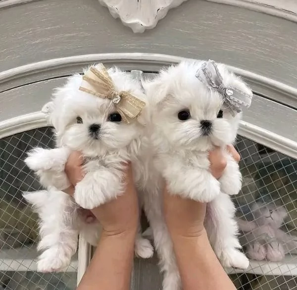 maltese 