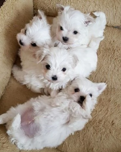 cuccioli di maltese in vendita