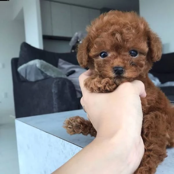 regalo barboncino cuccioli