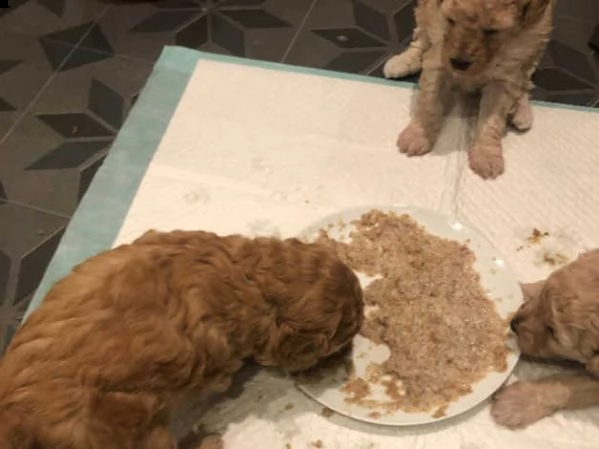 barboncini toy maschietti e femminucce | Foto 2