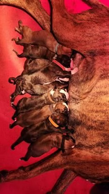 splendidi cuccioli di boxer.