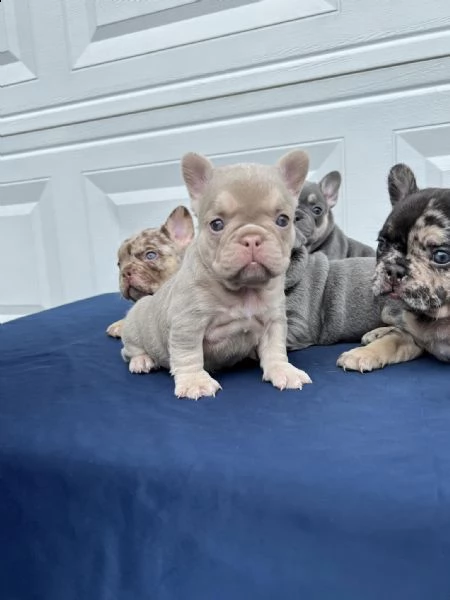 simpatico cucciolo di bulldog francese