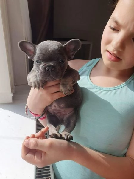 cuccioli di bulldog francese per il rehoming in italia