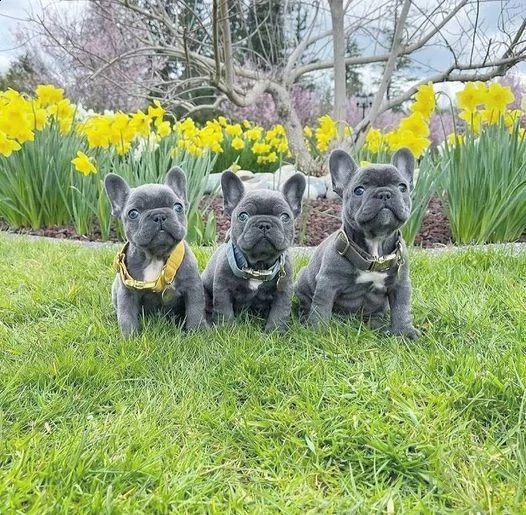 cuccioli di bulldog francese per il rehoming in italia | Foto 0