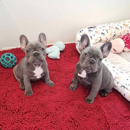 adorabili bambini bulldog francesi pronti per l'adozione | Foto 1