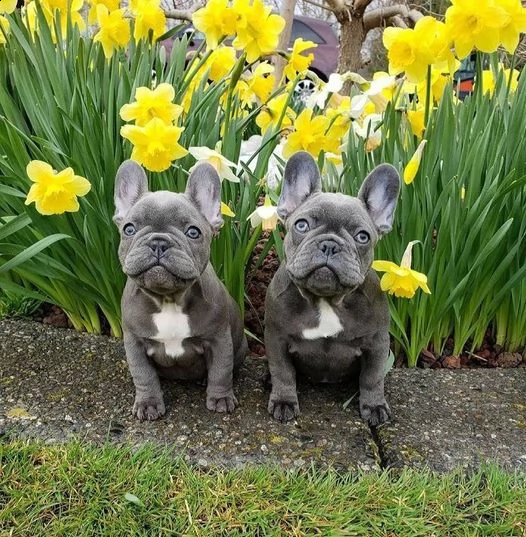 adorabili bambini bulldog francesi pronti per l'adozione | Foto 0