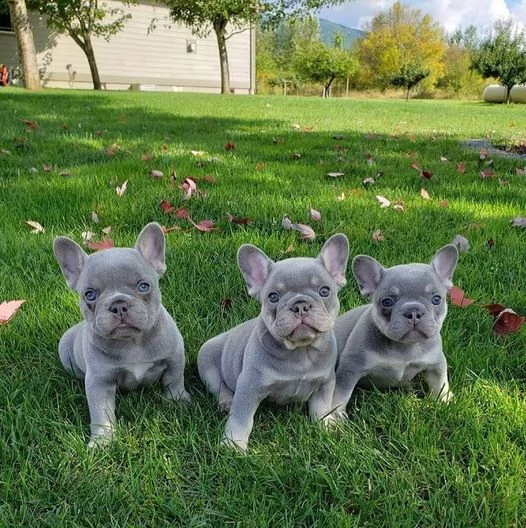 adorabili bambini bulldog francesi pronti per l'adozione