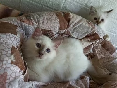 ultimi meravigliosi cuccioli di sacro di birmania