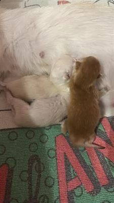 british cuccioli golden pedigree enfi