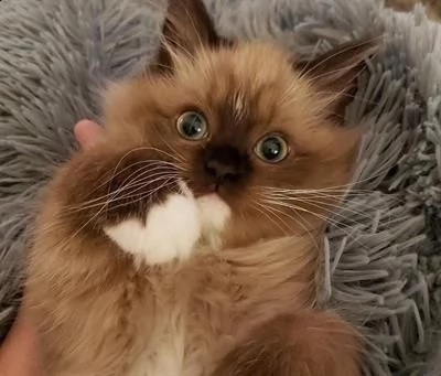 bellissimi cuccioli di ragdoll di altissima genealogia 