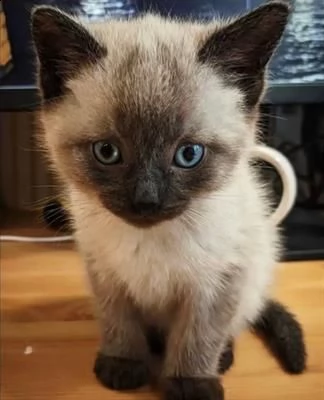 stupendi cuccioli di siamese thai di rara bellezza 