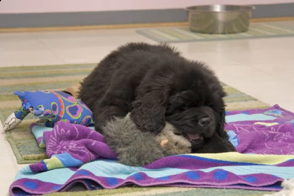 disponibili cuccioli di terranova