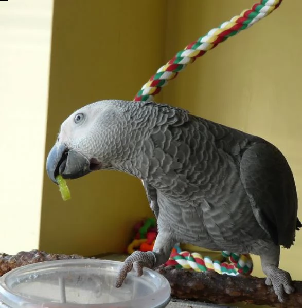 pappagalli cenerino | Foto 0