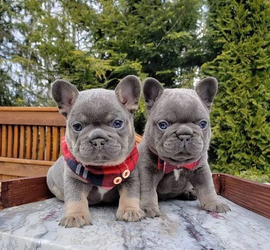 affettuoso bulldog francese