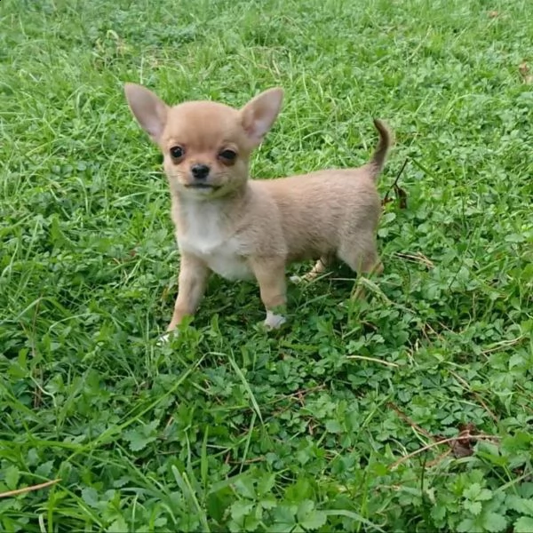 cuccioli di chihuahua in regalo.. | Foto 0