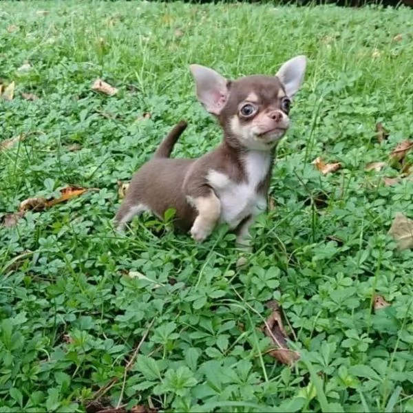 simpatici cuccioli di chihuahua | Foto 0