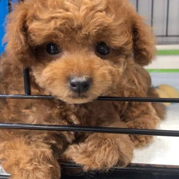 regalo cuccioli di barboncino???? | Foto 1