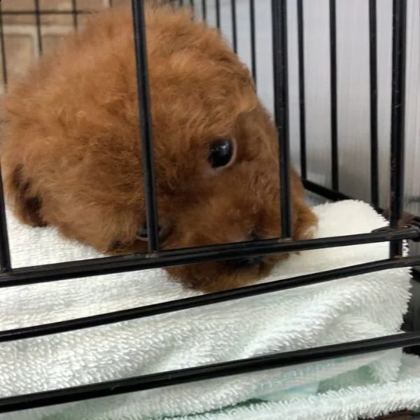 regalo cuccioli di barboncino....... | Foto 1