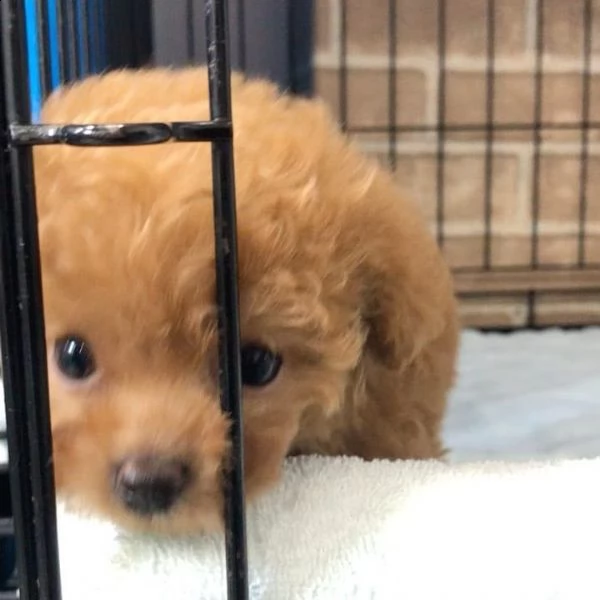 cuccioli di barboncino in adozione...