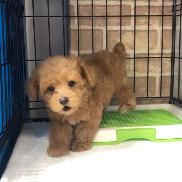 bellissimi cuccioli di barboncino disponibili per regalo | Foto 2