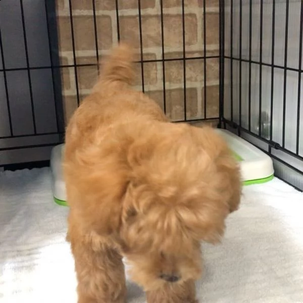 bellissimi cuccioli di barboncino disponibili per regalo | Foto 0