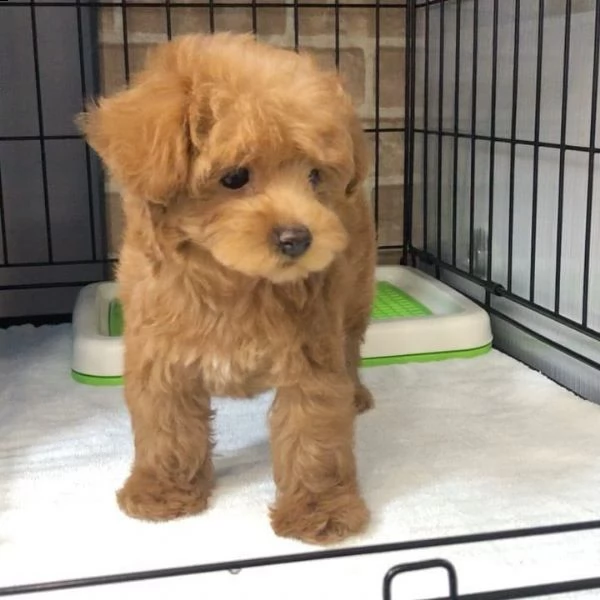 bellissimi cuccioli di barboncino disponibili per regalo