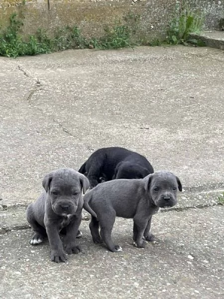 cane corso cuccioli in vendita | Foto 6