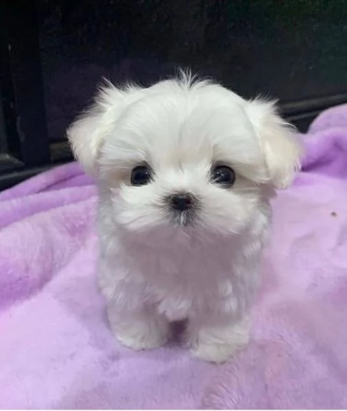 regalo  maltese mini toy[at] | Foto 0