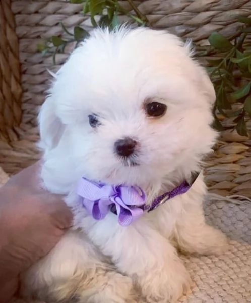 regalo  maltese mini toy[at]