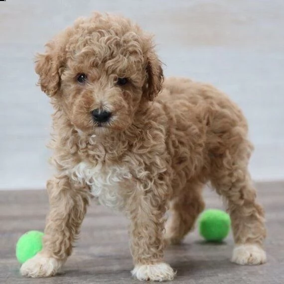 regalo cuccioli di barboncino femminucce e maschietti disponibili .