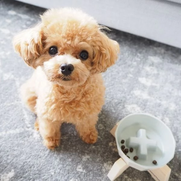 cuccioli di barboncino  femminucce e maschietti disponibili .