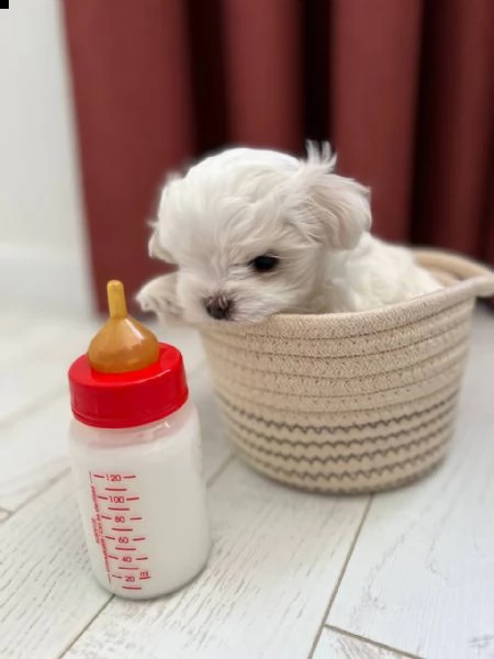 regalo  maltese mini toy// | Foto 0