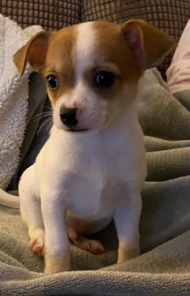 cucciolo chihuahua toy 