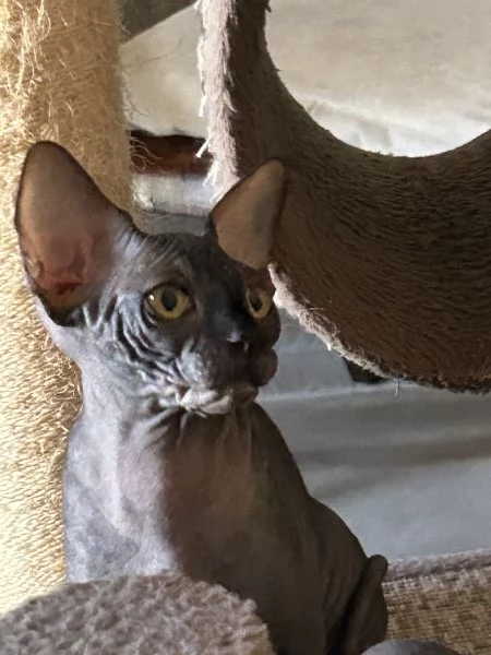 Spynx cuccioli con pedigree  | Foto 6