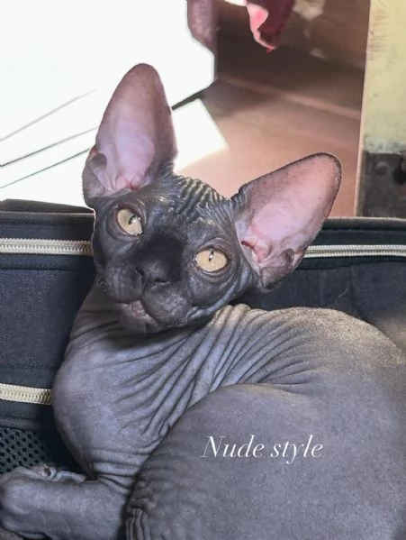 Spynx cuccioli con pedigree  | Foto 5