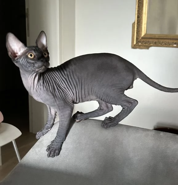 Spynx cuccioli con pedigree  | Foto 4