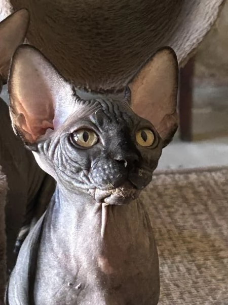 Spynx cuccioli con pedigree  | Foto 3