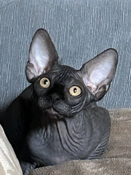 Spynx cuccioli con pedigree 