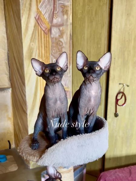 Spynx cuccioli con pedigree  | Foto 2