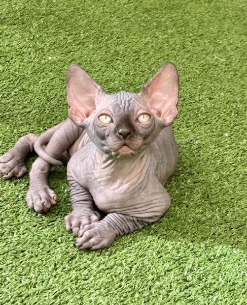 Spynx cuccioli con pedigree  | Foto 1