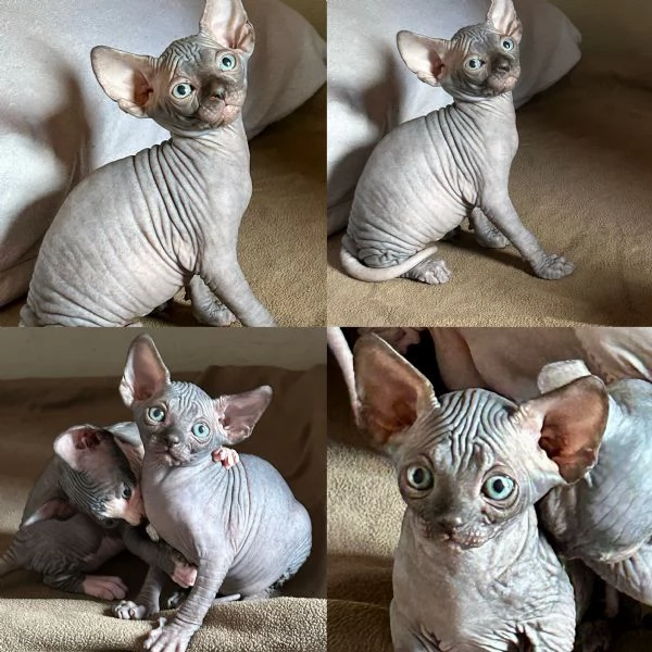 Spynx cuccioli con pedigree  | Foto 0