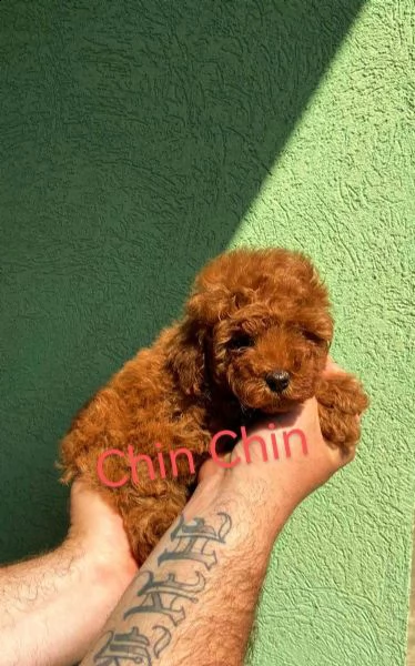 barboncino rosso cuccioli | Foto 4