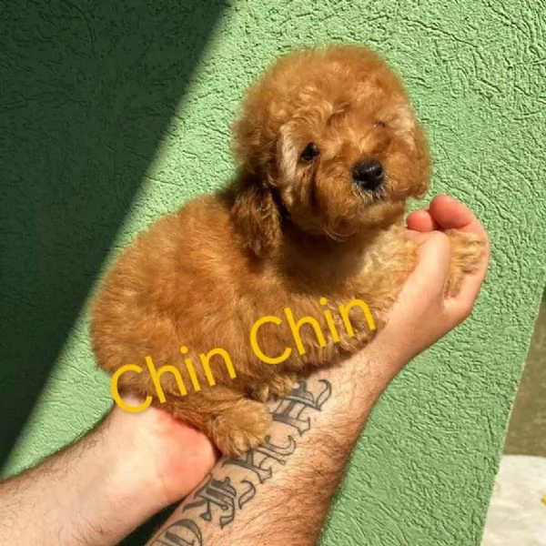 barboncino rosso cuccioli | Foto 3