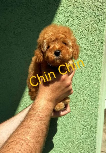 barboncino rosso cuccioli | Foto 1