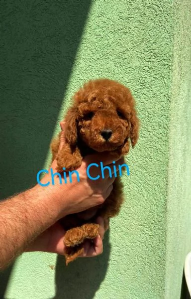 barboncino rosso cuccioli | Foto 0