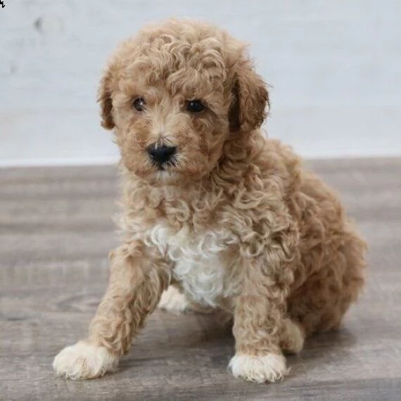 regalo cuccioli di barboncino femminucce e maschietti disponibili .