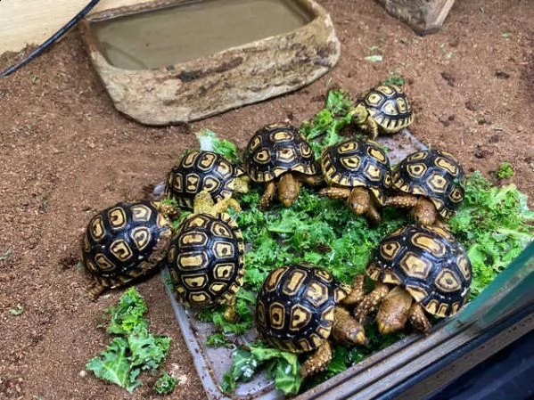 tartarughe da terra