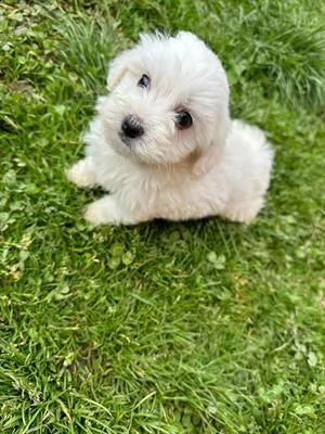cucciolata di maltese