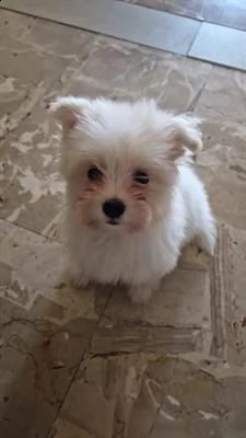 vendo maltese due mesi no perdi tempo. info
