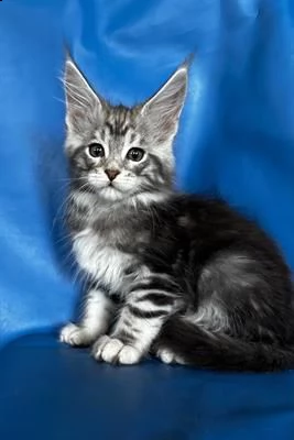 gattini maine coon molto belli con pedigree